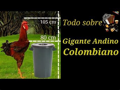 pollon gigantesco|Todo sobre la variedad de pollo gigante andino colombiano.